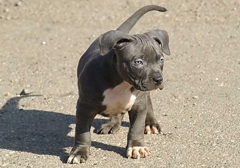 Strong and Healthy American PitBull Terrier Puppies for sale.